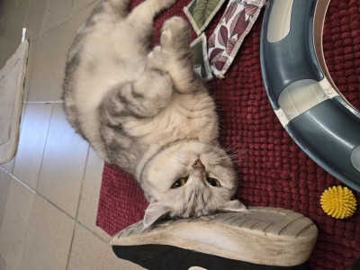 Milli
