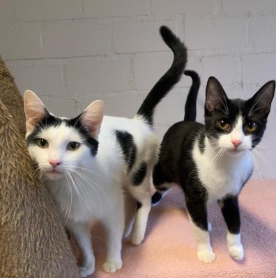 Finchen und Ferdinand (Vermittlung im Doppelpack)