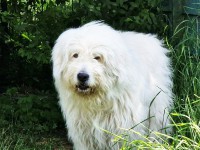Kalle