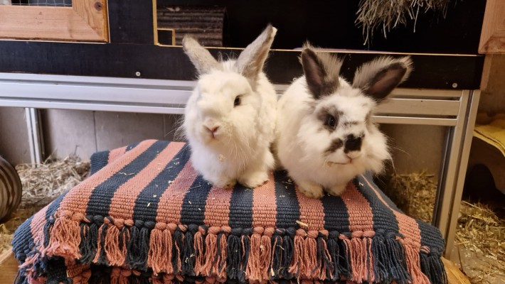 Peppi und Calimero