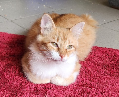 Alan