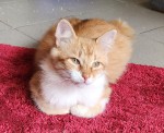Alan