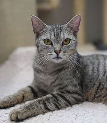 Clarita (schwarz), Claudi (grau) und Cosmo (Baby- wird auch zu weiterem Baby vermittelt)