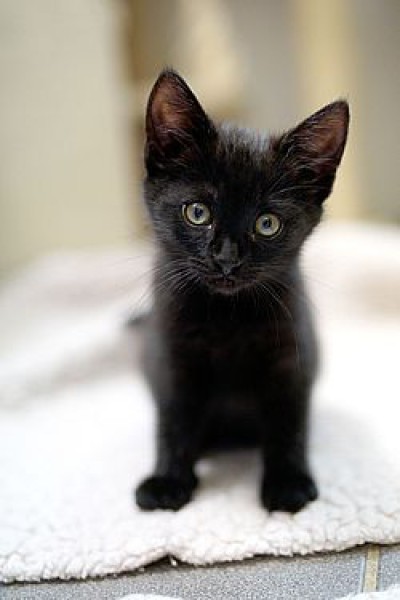Clarita (schwarz), Claudi (grau) und Cosmo (Baby- wird auch zu weiterem Baby vermittelt)