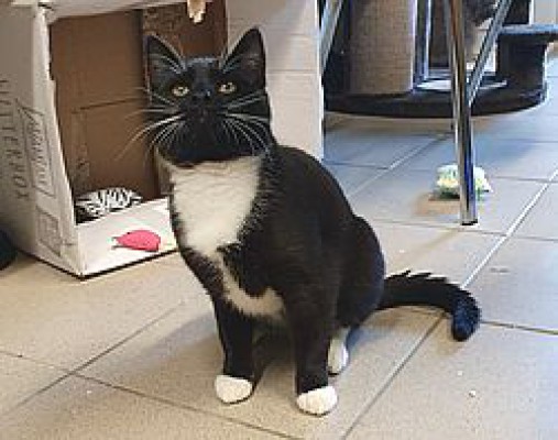 Gustav