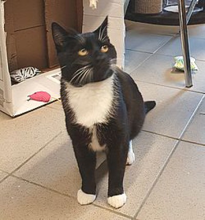 Gustav