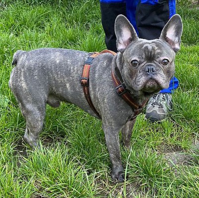 Hugo