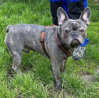 Hugo