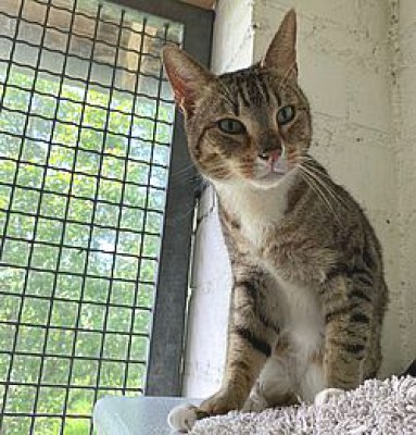 Klaus (über die Regenbogenbrücke gegangen)