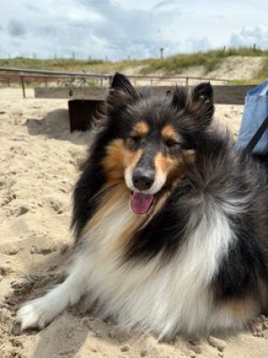 Leila