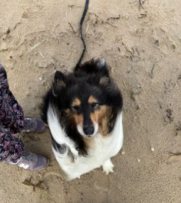 Leila