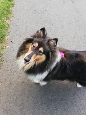 Leila