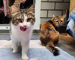 Maddie (getigert mit weiß)  und Sheila (tricolor)