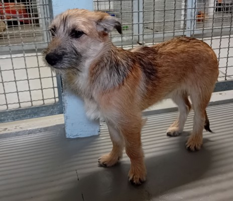 Nikita (Befindet sich auf einer Pflegestelle)