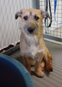 Nikita (Befindet sich auf einer Pflegestelle)