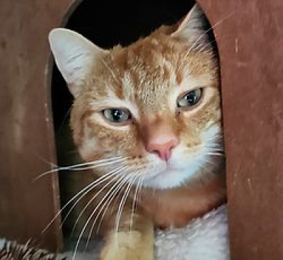 Pumba