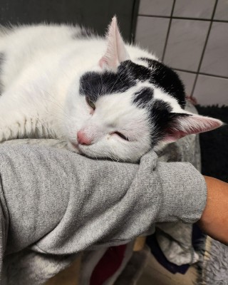 Brutus (nur mit Schrödinger)
