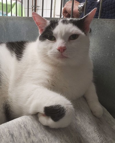 Brutus (nur mit Schrödinger)