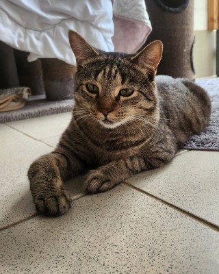 Felix