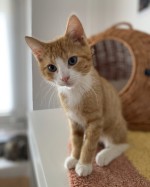 Hajo nur mit Henry