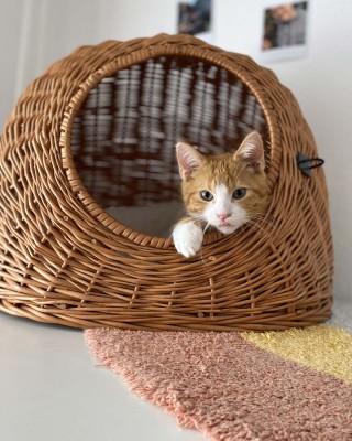 Hajo nur mit Henry