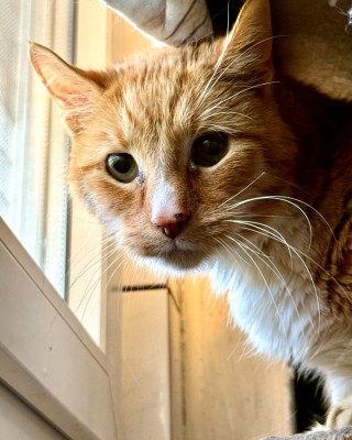Kimba (nur mit Addy)