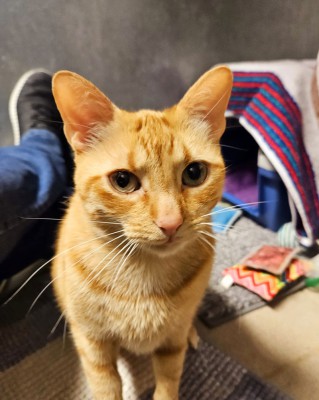 Loki