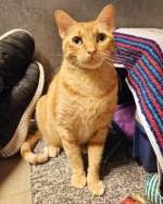 Loki