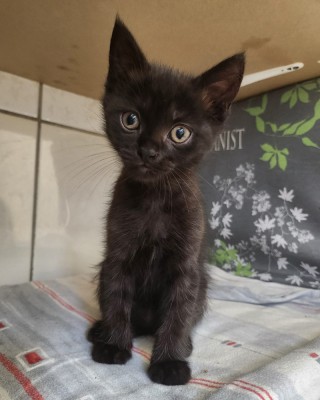 Nouri (nur mit Norbert)