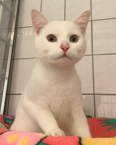Olli (nur mit Pascha)