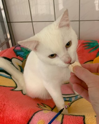 Olli (nur mit Pascha)