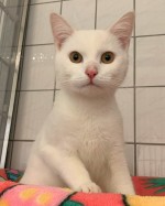 Olli (nur mit Pascha)