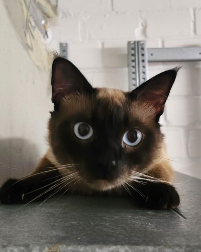 Pascha (nur mit Olli)