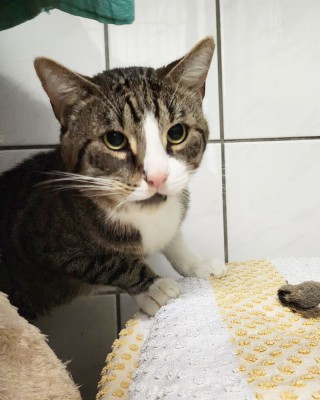 Simba