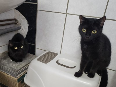 Bebe (nur mit Mila)