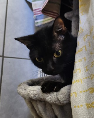 Bebe (nur mit Mila)