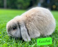Kuschel - Reserviert