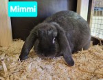 Mimmi