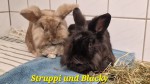 Struppi und Blacky