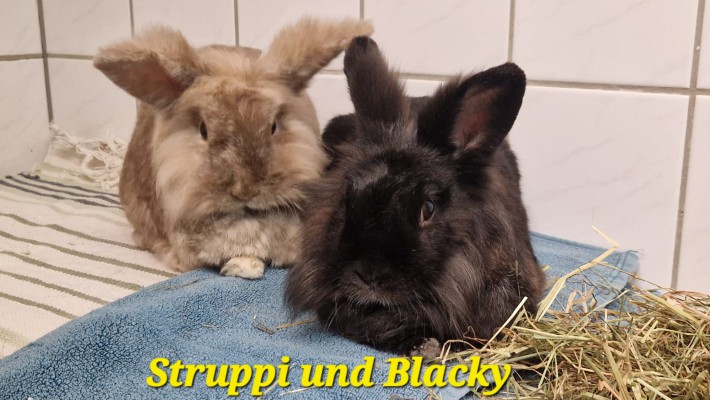 Struppi und Blacky