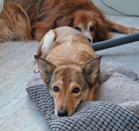 Bella