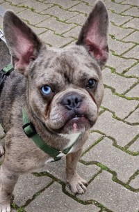 Bruno