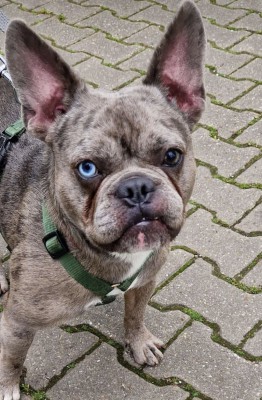Bruno