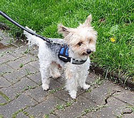 Krümel