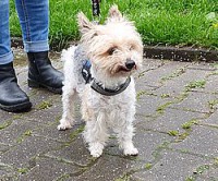 Krümel