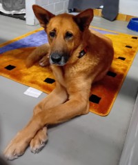 Pedro