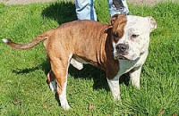 Rüdiger