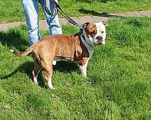 Rüdiger