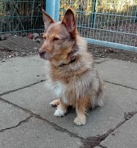 Zarina