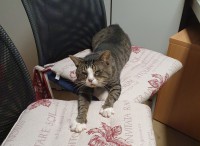 Socke